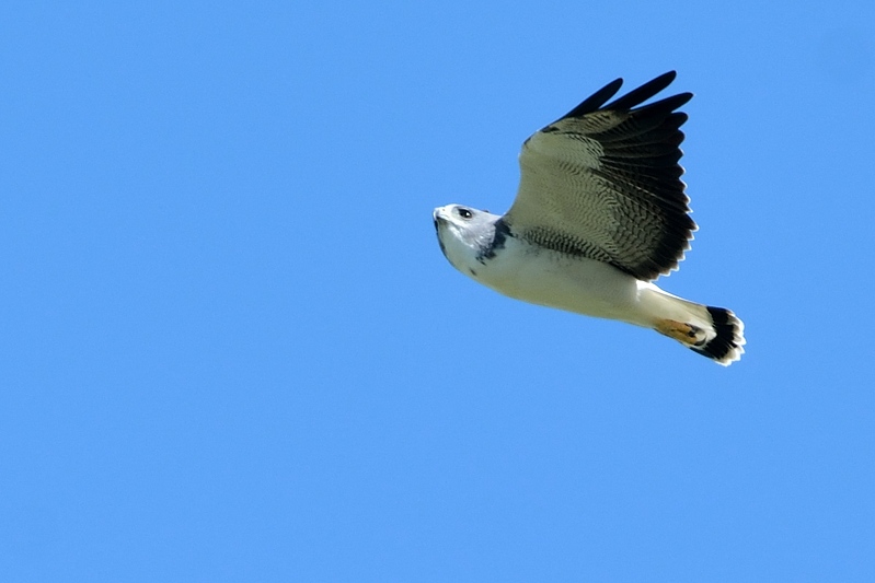 Witstaartbuizerd